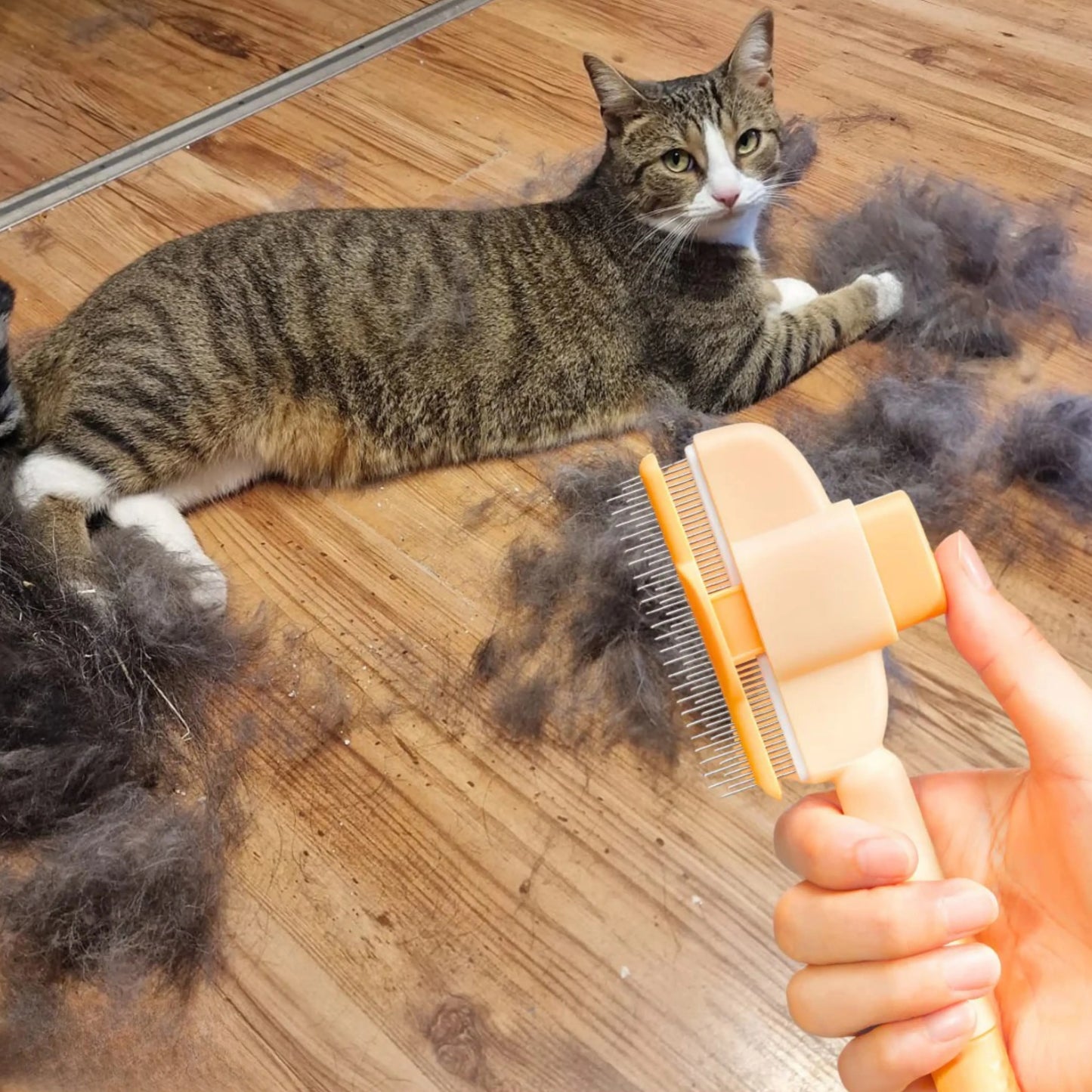 Brosse pour chat – Pour un pelage doux et sain