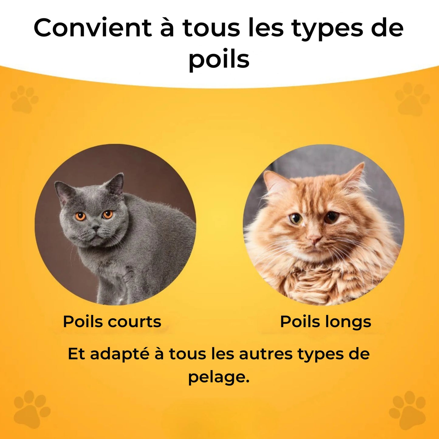 Brosse pour chat – Pour un pelage doux et sain
